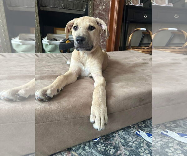 Medium Photo #21 Labrador Retriever-Unknown Mix Puppy For Sale in Germantown, OH, USA