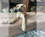 Small #20 Labrador Retriever Mix