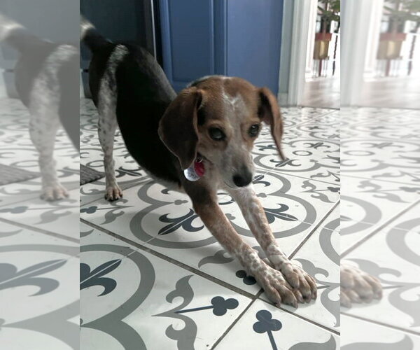Medium Photo #6 Beagle Puppy For Sale in Dunnellon, FL, USA