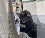 Small #6 Lhasa Apso-Poodle (Toy) Mix