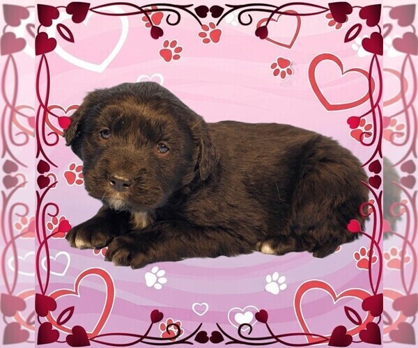 Medium Photo #32 Golden Mountain Dog Puppy For Sale in BLACK FOREST, CO, USA