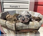 Small Photo #5 Catahoula Leopard Dog Puppy For Sale in CRAIGVILLE, IN, USA