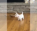 Small #3 West Highland White Terrier
