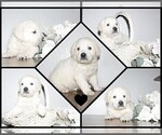 Small #15 English Cream Golden Retriever-Labrador Retriever Mix