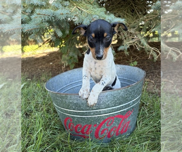 Medium Photo #5 Rat Terrier Puppy For Sale in MIDDLEBURY, IN, USA