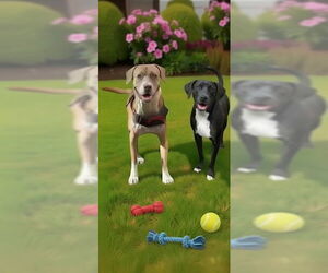 Labrador Retriever Dogs for adoption in Weston, FL, USA