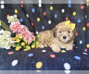 ShihPoo Puppy for sale in LAKELAND, FL, USA