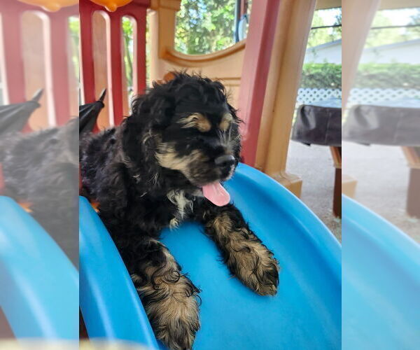 Medium Photo #6 Cocker Spaniel Puppy For Sale in WINDERMERE, FL, USA