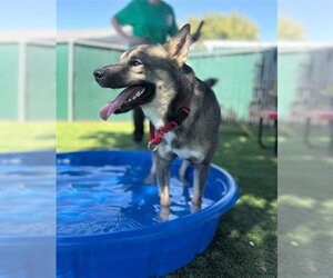 German Shepherd Dog-Unknown Mix Dogs for adoption in San Bernardino, CA, USA
