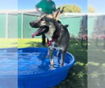 ARES - Female German Shepherd Dog-Unknown Mix Dog for Adoption - Small photo