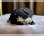Puppy Puppy 2 Bernedoodle-Greater Swiss Mountain Dog Mix