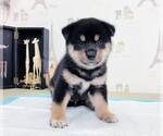 Small Photo #1 Shiba Inu Puppy For Sale in SEATTLE, WA, USA