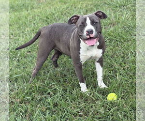 Medium American Pit Bull Terrier Mix