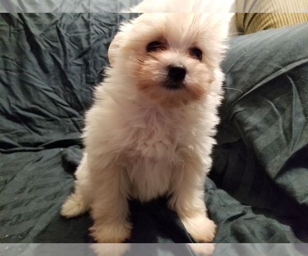 Medium Photo #4 Pom-A-Nauze Puppy For Sale in CANBY, OR, USA