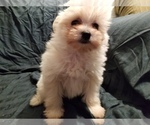 Small Photo #4 Pom-A-Nauze Puppy For Sale in CANBY, OR, USA