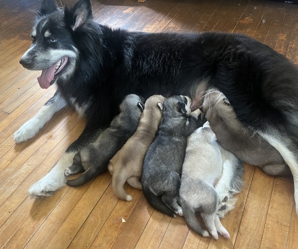 Medium Photo #1 Gerberian Shepsky Puppy For Sale in EXETER, RI, USA