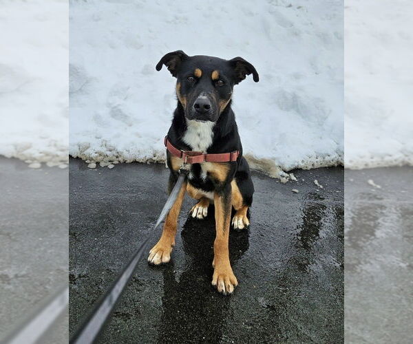 Medium Photo #5 Rottweiler-Unknown Mix Puppy For Sale in Brewster, NY, USA