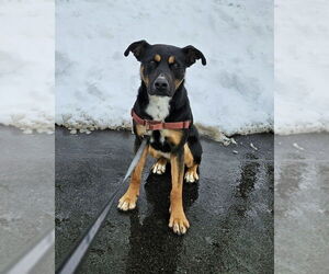 Cleo - Female American Staffordshire Terrier-Unknown Mix Dog for Adoption - Photo #5