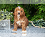 Small Photo #6 Cavapoo Puppy For Sale in KIRKWOOD, PA, USA