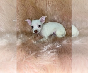 Chihuahua Puppy for sale in BEECH GROVE, IN, USA