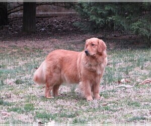 Mother of the English Cream Golden Retriever puppies born on 06/03/2023