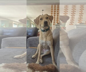 Labrador Retriever-Unknown Mix Dogs for adoption in Aurora, CO, USA