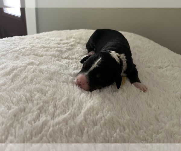 Medium Photo #31 Bernedoodle Puppy For Sale in MARTINSVILLE, IN, USA
