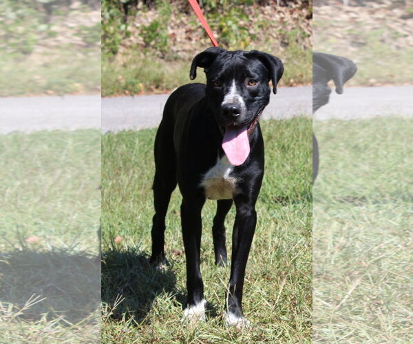 Medium Photo #3 Boxer-Unknown Mix Puppy For Sale in Prattville, AL, USA