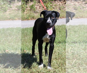 Dottie 44183 - Female Boxer-Unknown Mix Dog for Adoption - Photo #3