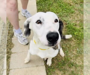 Jasmine - Female Colonial Cocker Spaniel-English Setter Mix Dog for Adoption - Photo #9