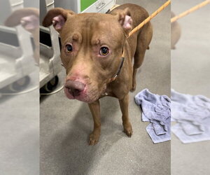 Mutt Dogs for adoption in Forestville, MD, USA