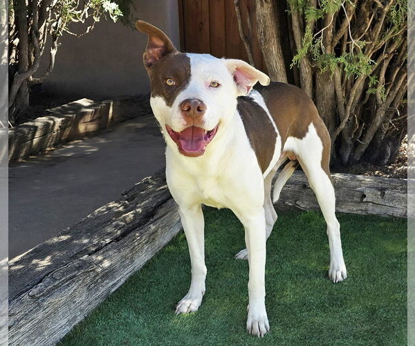 Medium Photo #2 American Staffordshire Terrier-Unknown Mix Puppy For Sale in Albuquerque, NM, USA