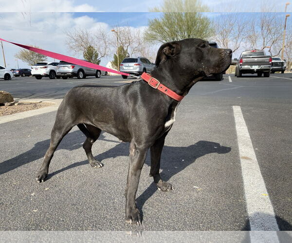 Medium Photo #10 Mutt Puppy For Sale in Chandler, AZ, USA
