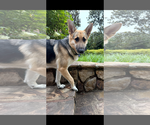Small #3 German Shepherd Dog