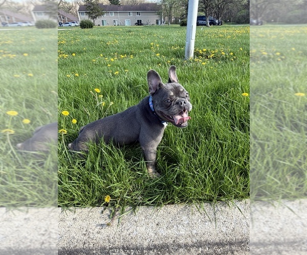 Medium Photo #5 French Bulldog Puppy For Sale in UNIVERSITY PARK, IL, USA