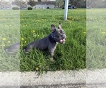 Small #4 French Bulldog
