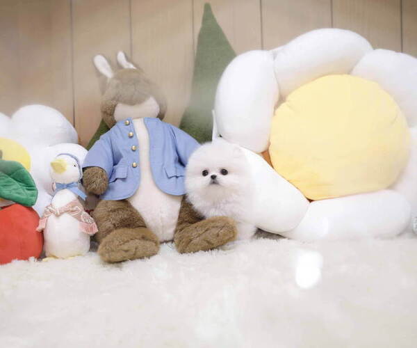 Medium Photo #5 Pomeranian Puppy For Sale in Seoul, Seoul, Korea, South