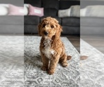 Small Photo #1 Miniature Bernedoodle Puppy For Sale in MIDDLETOWN, OH, USA