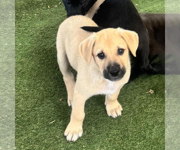 Medium Photo #3 Labrador Retriever-Unknown Mix Puppy For Sale in San Diego, CA, USA