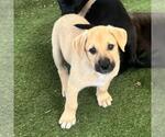 Small #2 Labrador Retriever Mix