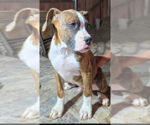 Boxer Dogs for adoption in FONTANA, CA, USA