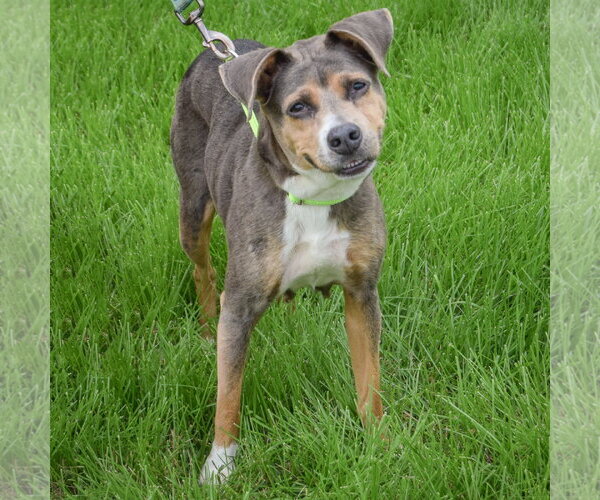 Medium Photo #4 Beagle-Unknown Mix Puppy For Sale in Huntley, IL, USA