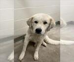 Small Great Pyrenees