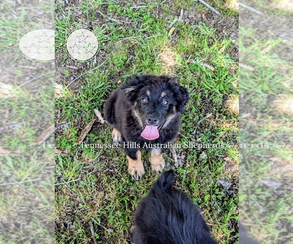 Medium Photo #3 Australian Shepherd Puppy For Sale in GEORGETOWN, TN, USA