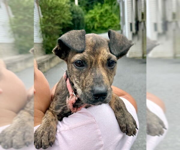 Medium Photo #18 Mutt Puppy For Sale in Brewster, NY, USA