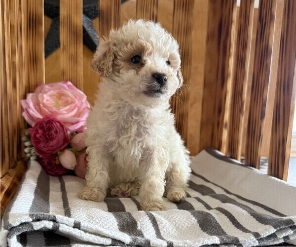 Medium Photo #2 Poodle (Miniature) Puppy For Sale in CURTISS, WI, USA