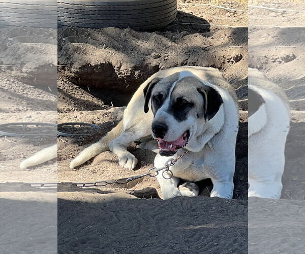 Medium Photo #3 Mastiff Puppy For Sale in Alturas, CA, USA