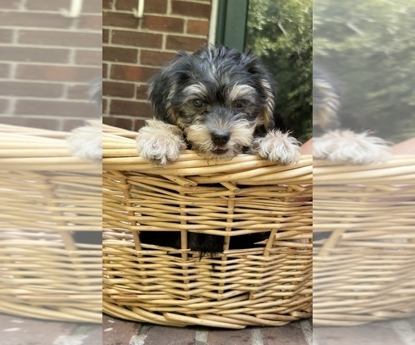 Medium Photo #2 Cock-A-Poo Puppy For Sale in COLUMBUS, GA, USA