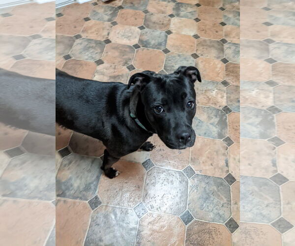 Medium Photo #54 American Pit Bull Terrier-Unknown Mix Puppy For Sale in Germantown, OH, USA