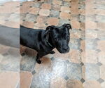 Small #53 American Pit Bull Terrier Mix